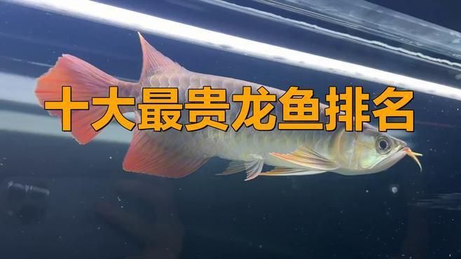 龍魚背最貴的三個品種