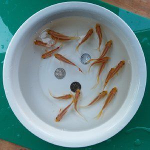 龍魚飼料魚用什么魚好養(yǎng)活
