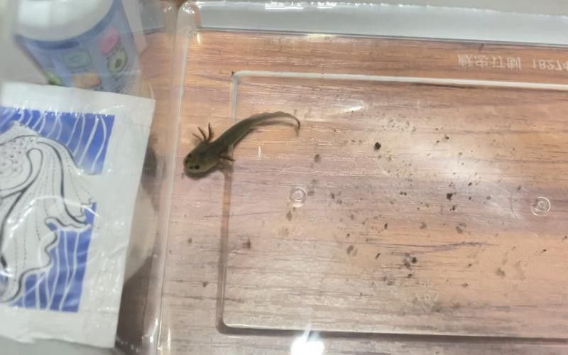 恐龍魚苗吃什么東西好養