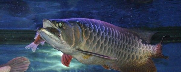 龍魚喂什么小魚長得快：如何通過喂養(yǎng)來促進龍魚快速生長