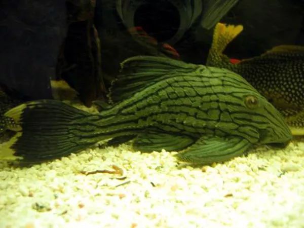 綠皮皇冠豹魚飼料品牌推薦（綠皮皇冠豹魚增色飼料選擇）