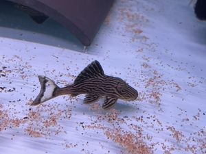 綠皮皇冠豹魚飼料品牌推薦（綠皮皇冠豹魚增色飼料選擇）