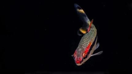 一眉道人魚苗飼料品牌推薦：一眉道人魚苗專用飼料品牌推薦：一眉道人魚苗飼料