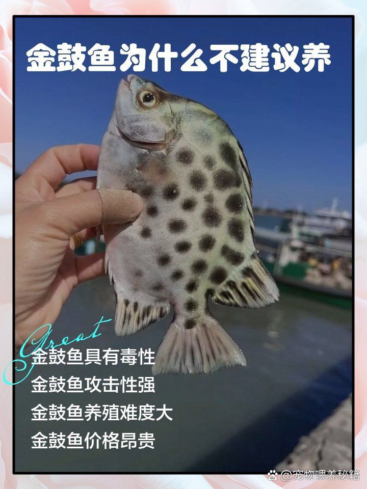 金老虎魚不能亂養