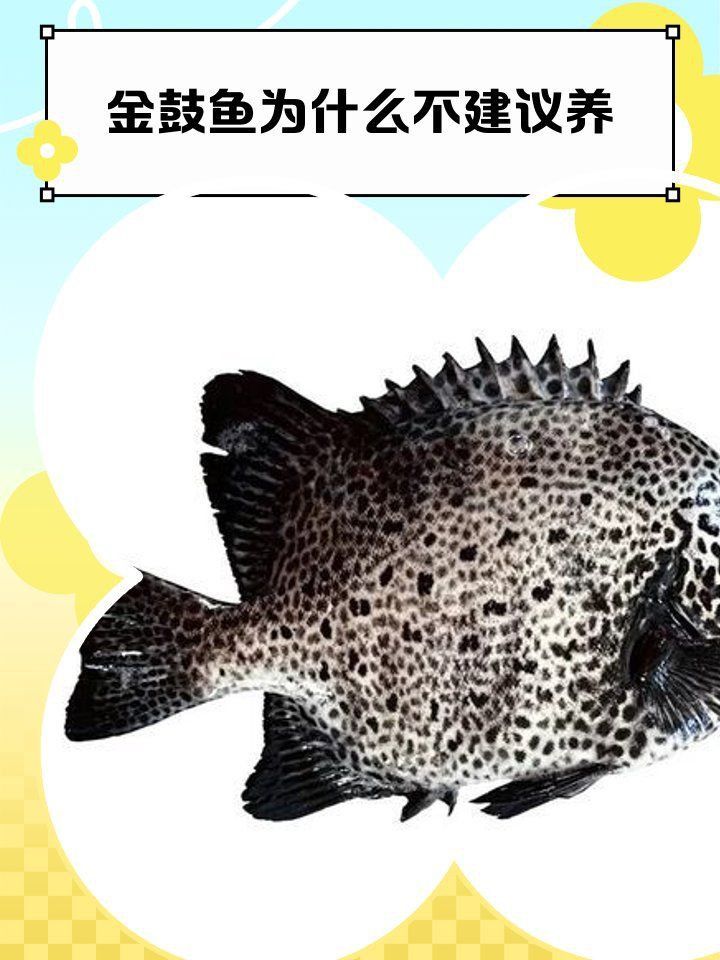 金老虎魚不能亂養