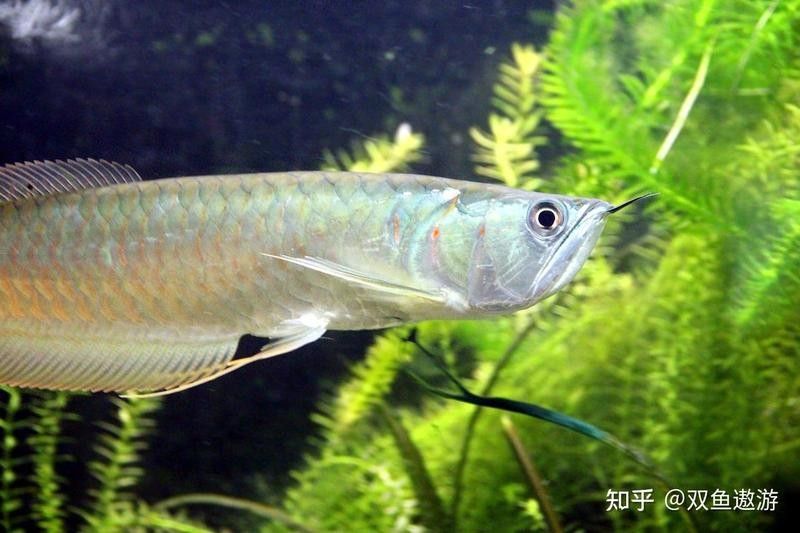 銀龍魚爛鰭圖片欣賞