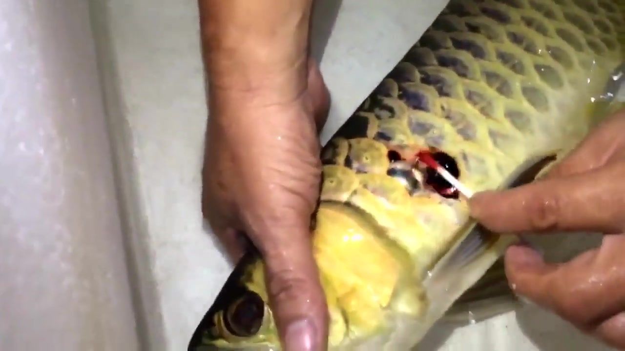 金龍魚生病了怎么辦【金龍魚常見疾病】