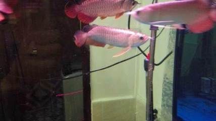 龍魚過背和高背有什么區(qū)別？：龍魚過背和高背哪個(gè)好，