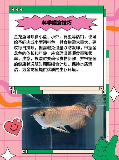 金龍魚(yú)這種魚(yú)好養(yǎng)嗎圖片