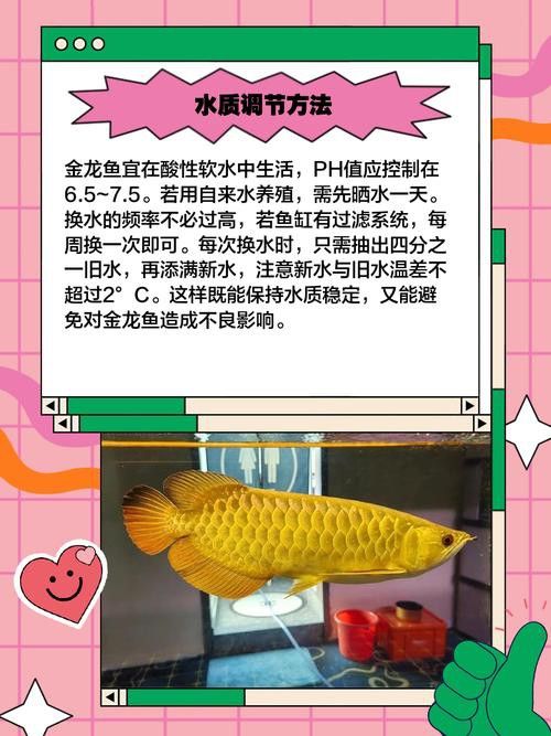 金龍魚(yú)這種魚(yú)好養(yǎng)嗎圖片