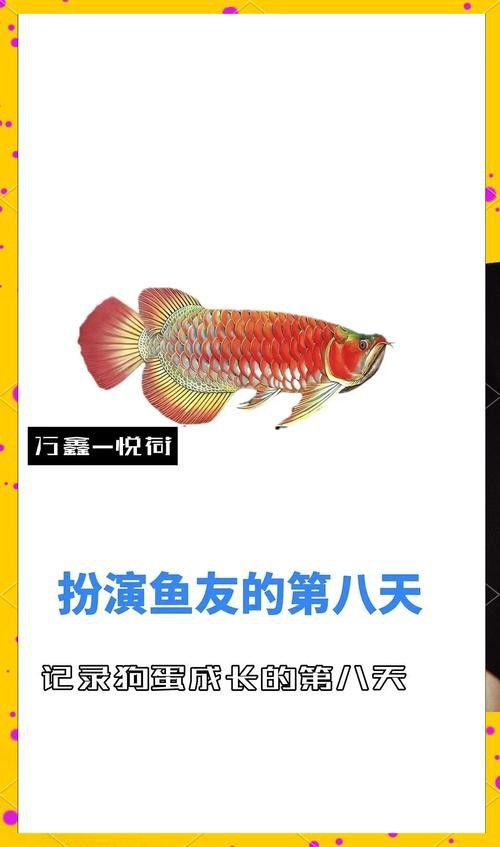 金龍魚(yú)這種魚(yú)好養(yǎng)嗎圖片