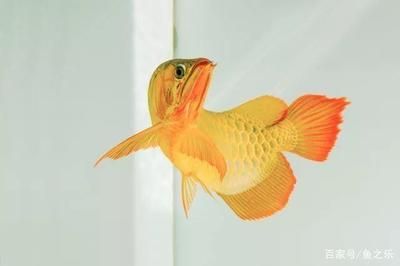 龍魚魚缸水位多少合適啊：養(yǎng)龍魚時(shí)魚缸水位高度應(yīng)該控制在30-50厘米之間