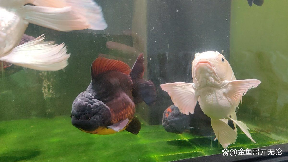 龍魚為什么會被卵憋死