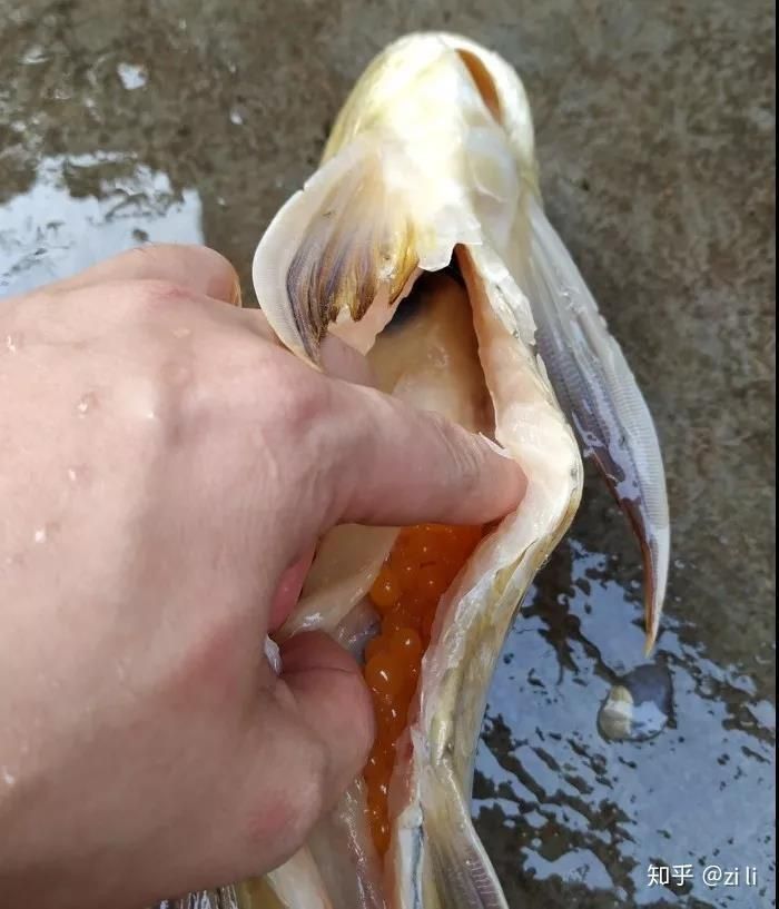 龍魚為什么會被卵憋死