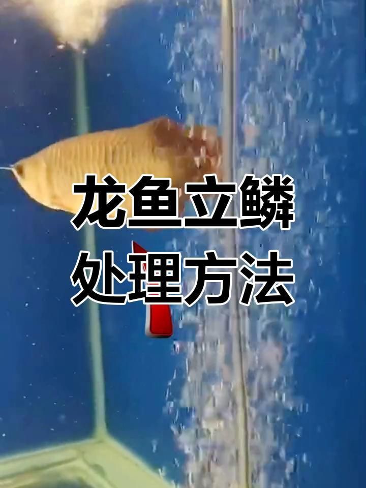 如何判斷龍魚立鱗病是否好轉？