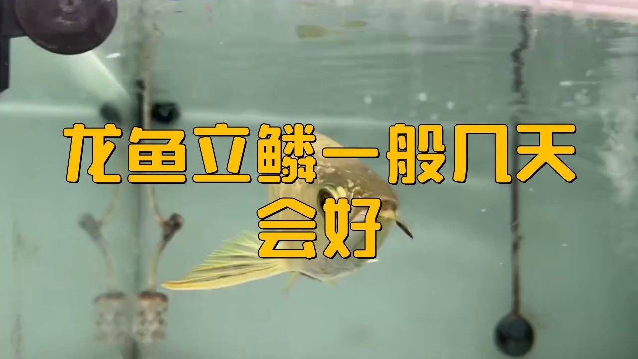 如何判斷龍魚立鱗病是否好轉？