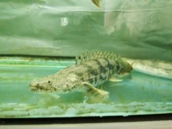 龍魚(yú)買回來(lái)15天不吃會(huì)死嗎為什么：龍魚(yú)買回來(lái)15天不吃東西會(huì)死嗎