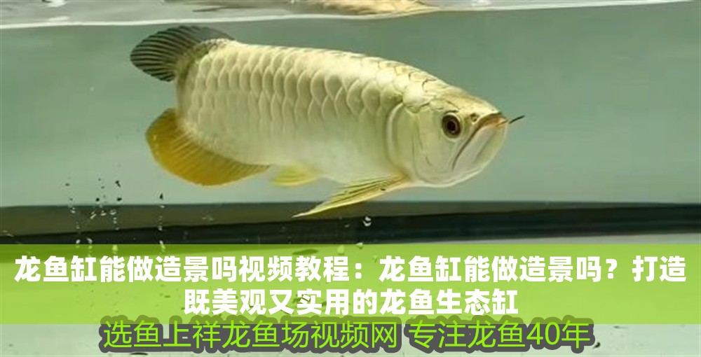 龍魚缸能做造景嗎視頻教程：龍魚缸能做造景嗎？打造既美觀又實用的龍魚生態缸