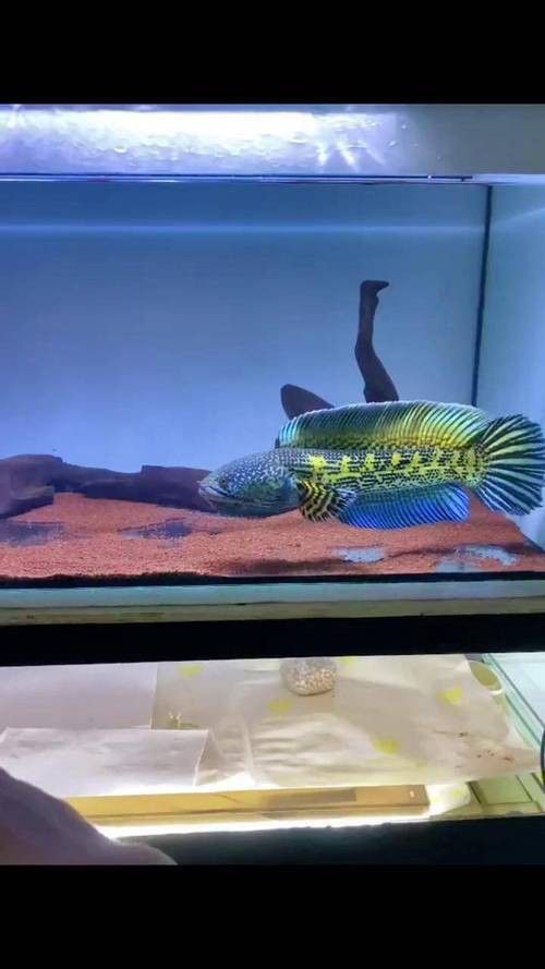 好看的雷龍魚推薦品種