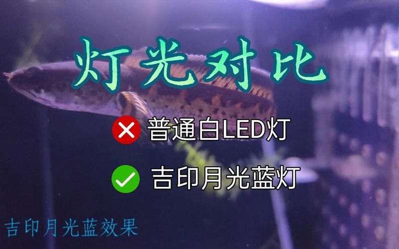 好看的雷龍魚推薦品種