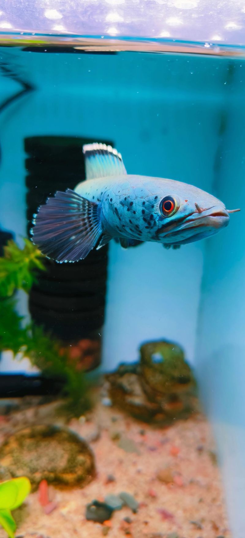 好看的雷龍魚推薦品種
