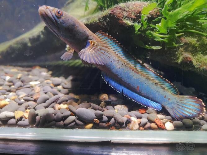 好看的雷龍魚推薦品種