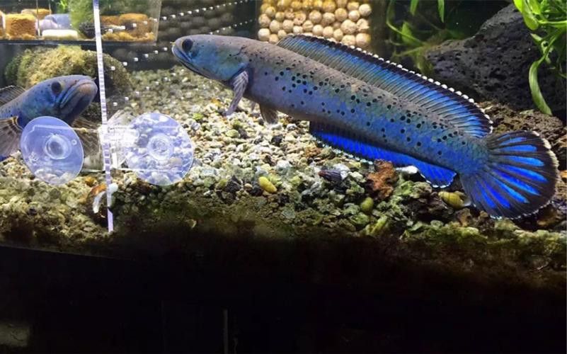 好看的雷龍魚推薦品種