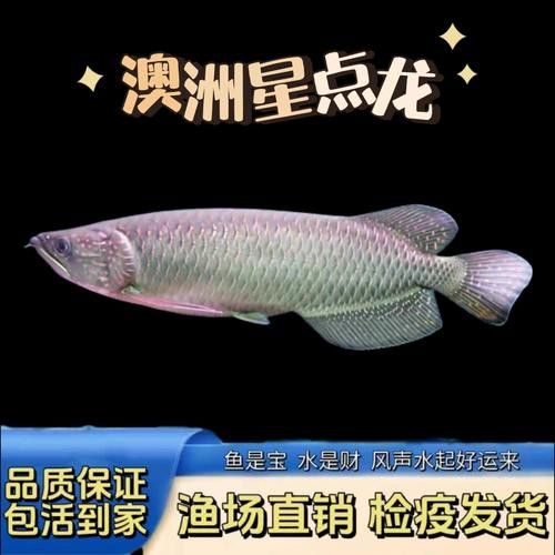 金龍魚和星點龍的區別圖片大全