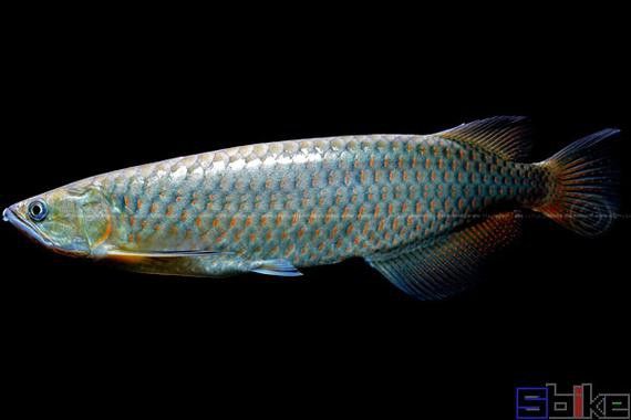 金龍魚和星點龍的區別圖片大全