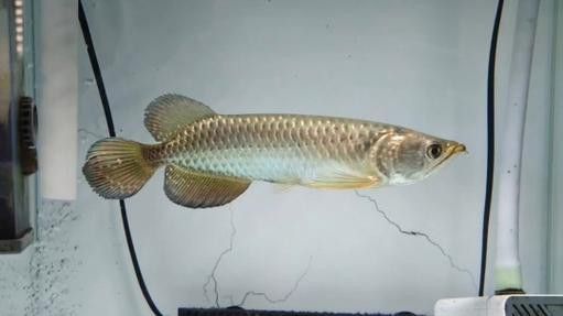 金龍魚和星點龍的區別圖片大全