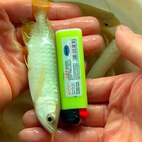 金龍魚和星點龍的區別圖片大全