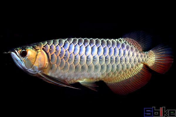 金龍魚和星點龍的區別圖片大全