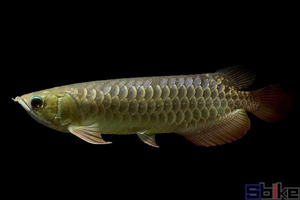 金龍魚和星點龍的區別圖片大全