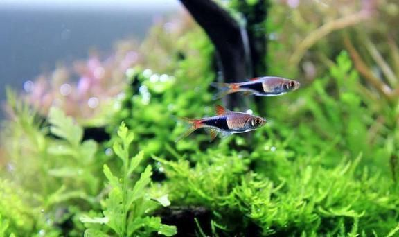 龍魚不吃東西會餓死嗎：龍魚不吃東西會餓死