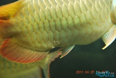 龍魚爛鱗是由于多種原因引起的，主要包括物理性傷害等：龍魚爛鱗怎么辦