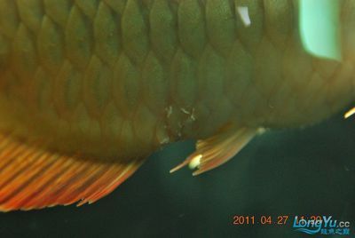 龍魚爛鱗是由于多種原因引起的，主要包括物理性傷害等：龍魚爛鱗怎么辦