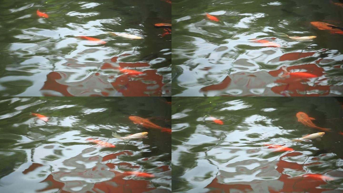 錦鯉水溫調節技巧，夏季錦鯉水溫驟變應對策略不同水溫下錦鯉投喂指南