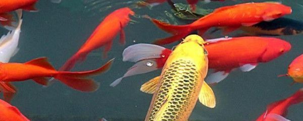 錦鯉水溫調節技巧，夏季錦鯉水溫驟變應對策略不同水溫下錦鯉投喂指南