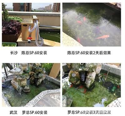 錦鯉水溫調節技巧，夏季錦鯉水溫驟變應對策略不同水溫下錦鯉投喂指南
