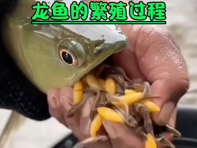下龍魚的圖片