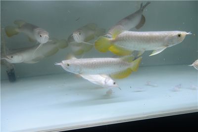 龍魚魚鱗有白點是什么病：龍魚白點病的治療方法