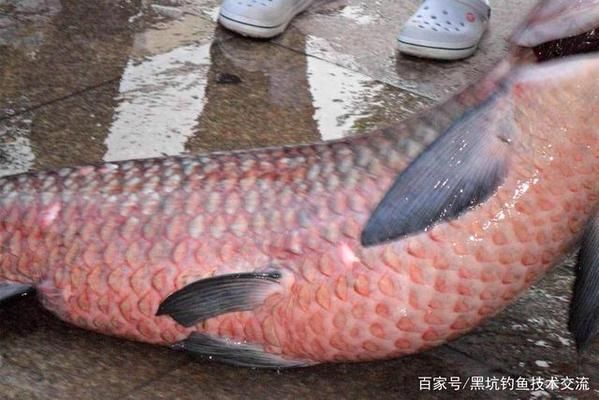 青龍魚飼料選擇與搭配技巧，如何根據青龍魚的營養需求選擇合適的飼料種類及搭配技巧 青龍魚飼料選擇與搭配技巧，如何根據青龍魚的營養需求選擇合適的飼料種類及搭配技巧 龍魚百科 第1張