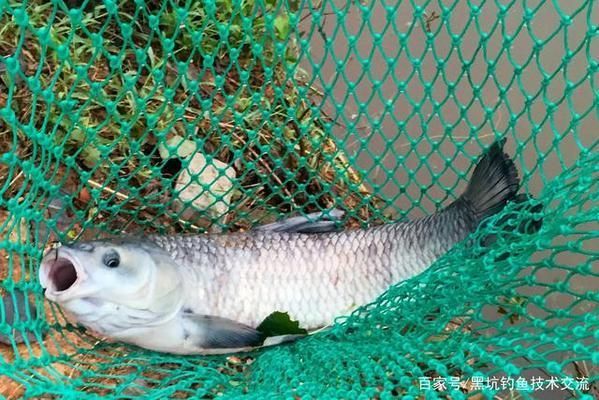 青龍魚飼料選擇與搭配技巧，如何根據青龍魚的營養需求選擇合適的飼料種類及搭配技巧 青龍魚飼料選擇與搭配技巧，如何根據青龍魚的營養需求選擇合適的飼料種類及搭配技巧 龍魚百科 第3張