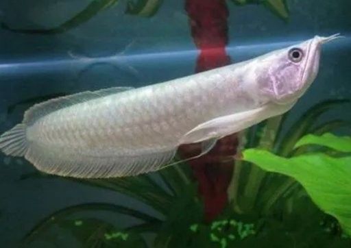 鸚鵡魚打銀龍魚會死嗎