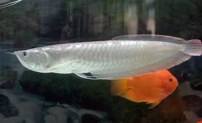 鸚鵡魚打銀龍魚會死嗎