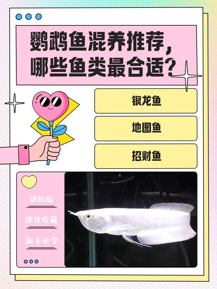 鸚鵡魚打銀龍魚會死嗎