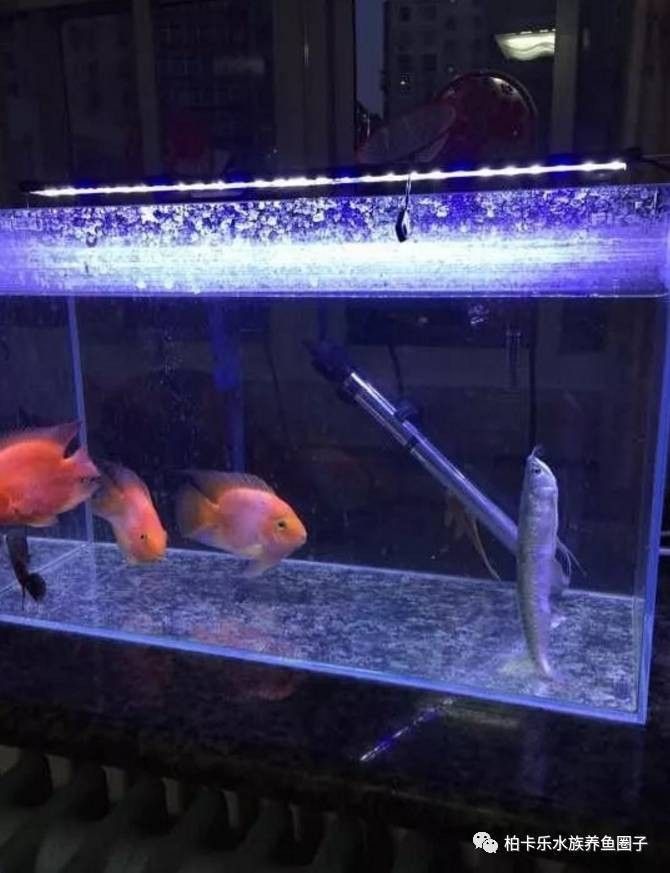 鸚鵡魚打銀龍魚會死嗎