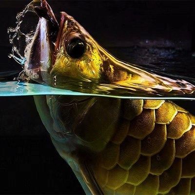 龍魚幼苗練手：龍魚幼苗在成長初期需要通過練習來增強其手部肌肉和提高游泳能力