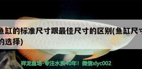 金龍魚養了有什么價值嗎（金龍魚養殖的市場前景如何,金龍魚營養價值與健康關系）