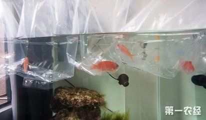 新買的龍魚怎么過水（新買的龍魚怎么過水？）